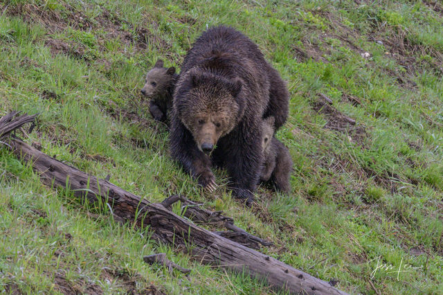 Grizzly mom protecting cubs