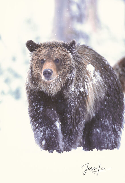 Picture of a Grizzly Bear, Limited Edition Fine Art Photography Print From Jess Lee"s Bear Photo Gallery