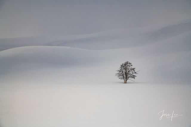 Yellowstone Lone Tree photography print.