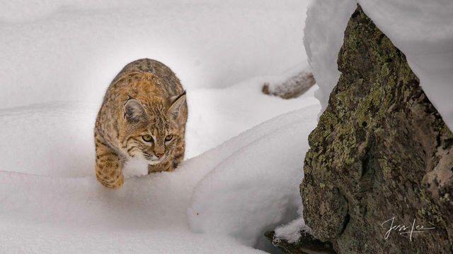 Yellowstone Bobcat Photography Print