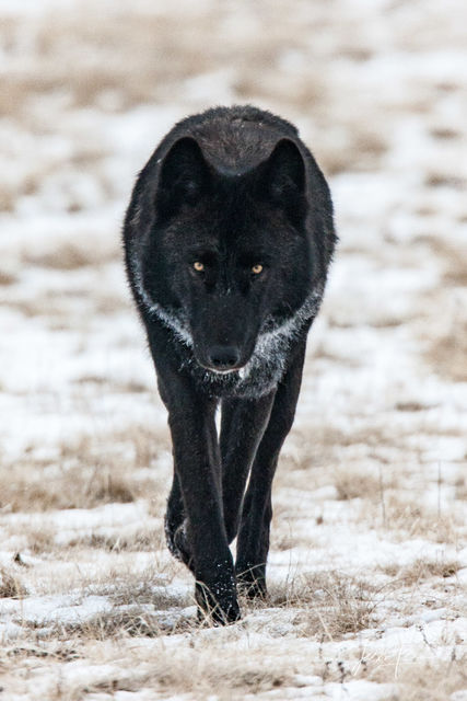 Yellowstone wolf 302  Yellowstone winter wolves in the wild