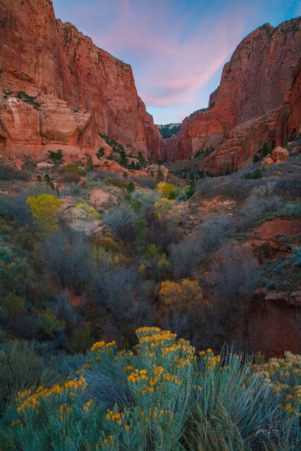 Vertical landscape photo print of yellow desert flowers in the foreground of a deep red canyon under a pink and purple twilight sky.