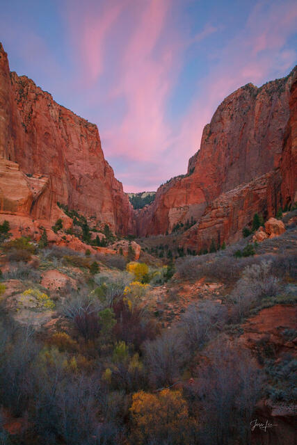 Vertical landscape Zion photo print of a deep red canyon valley under a pink and purple twilight sky with desert shrubs in the foreground.