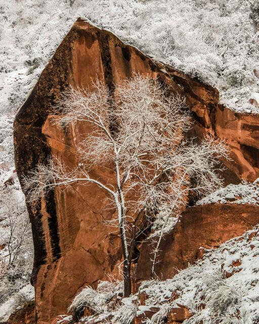 Vertical landscape photo print of a small white tree covered in snow standing in front of a dark, textured red sandstone cliff.