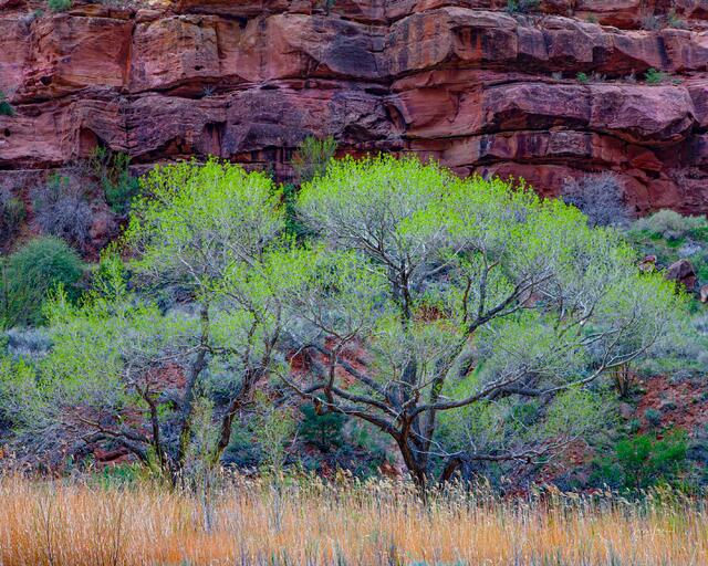 Landscape photo print of bright green trees in front of a dark, layered red sandstone cliff in Zion National Park.