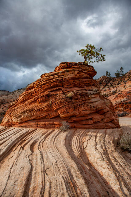 Vertical Zion landscape photo print of a small pine tree on top of a red sandstone mound above striped rock patterns under dark clouds.
