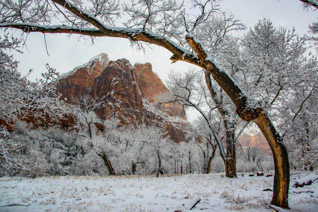 Winter landscape photo print of snow-covered trees and a curved branch framing a red sandstone mountain under a gray sky.