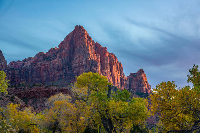 Zion Landscape photo print of a pointed red sandstone mountain peak glowing with orange light behind yellow autumn trees under a dark blue sky.