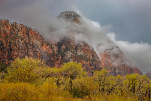 Horizontal landscape of Zion National Park in autumn.a dense grove of cottonwood trees with brilliant yellow-gold leaves glows under soft light. 