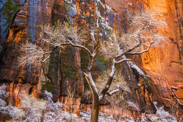 Center Stage snowy tree in Zion National Park picture