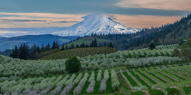 Mt. Adams from the hood River Valley.