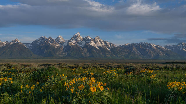 Grand Teton Print, Large Format, Mountains, and Flowers, fine art, limited edition Photography, masterwork. Panoramic style