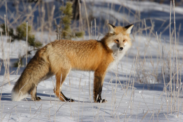Fox-photo-1
