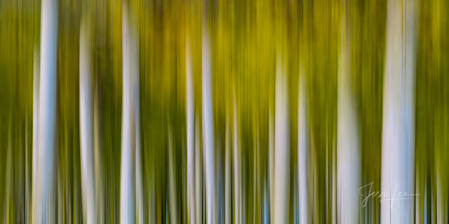 Colorado Fall Color Photography Print Aspen trees