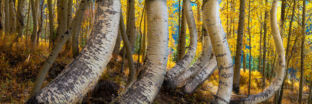 Colorado Fall Color Photography Print Twisted trees