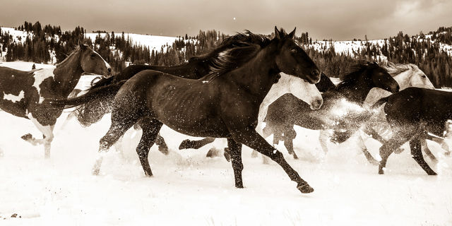 cowboy, western, Large format, cowgirl, ranch, museum, fine art, print, jess lee, artist, photographer, limited edition, high...