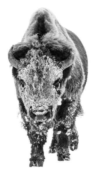 Bison In Winter Pano