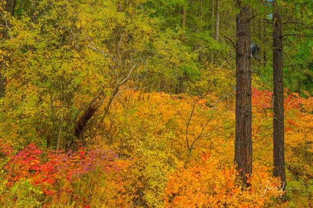 Splash of Color