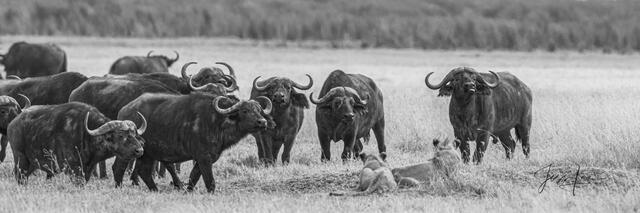 africa,wildlife,animal, photography, picture,print,