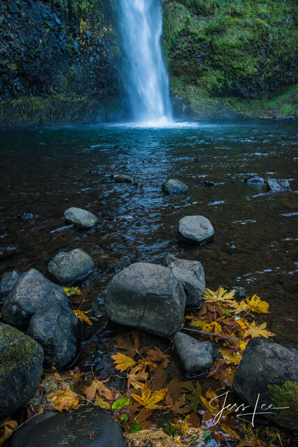 Yellow leaves at silver falls