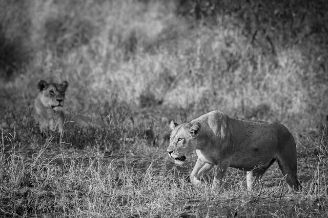 africa, wildlife, animal, photography, picture, print, , Pictures, Photos, Pictures of, Prints, Fine art, Decor, wall art, luxury...