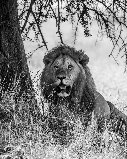 africa, wildlife, animal, photography, picture, print, , Pictures, Photos, Pictures of, Prints, Fine art, Decor, wall art, luxury...