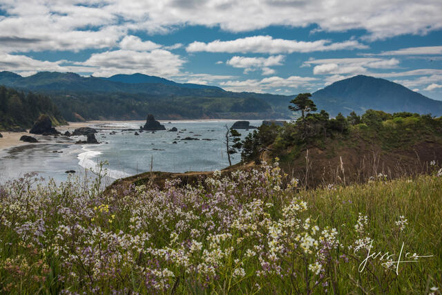 Oregon coast flowers