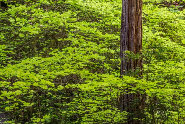 the Forest and the trees