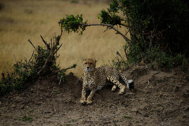 africa,wildlife,animal, photography, picture,print,