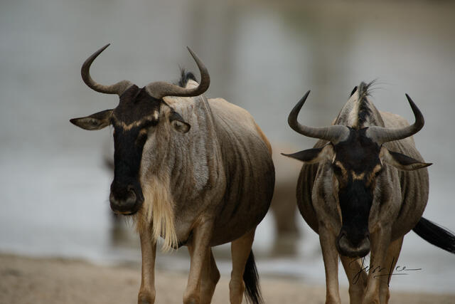 africa, wildlife, animal, photography, picture, print, , Pictures, Photos, Pictures of, Prints, Fine art, Decor, wall art, luxury...