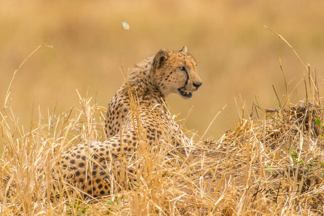 africa, wildlife, animal, photography, picture, print, , Pictures, Photos, Pictures of, Prints, Fine art, Decor, wall art, luxury...