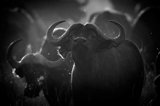 africa, wildlife, animal, photography, picture, print, , Pictures, Photos, Pictures of, Prints, Fine art, Decor, wall art, luxury...