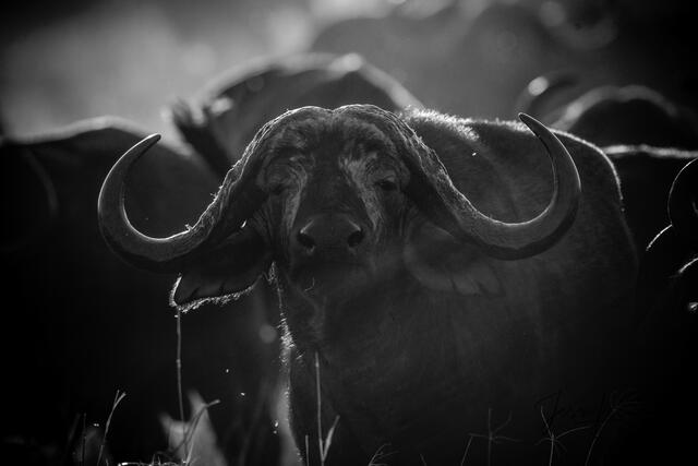 africa, wildlife, animal, photography, picture, print, , Pictures, Photos, Pictures of, Prints, Fine art, Decor, wall art, luxury...