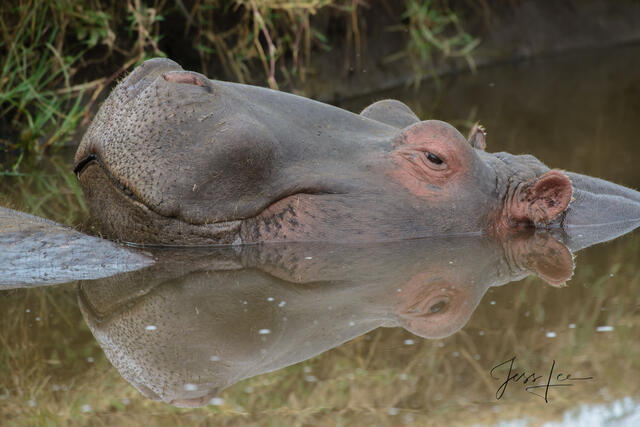 africa, wildlife, animal, photography, picture, print, , Pictures, Photos, Pictures of, Prints, Fine art, Decor, wall art, luxury...