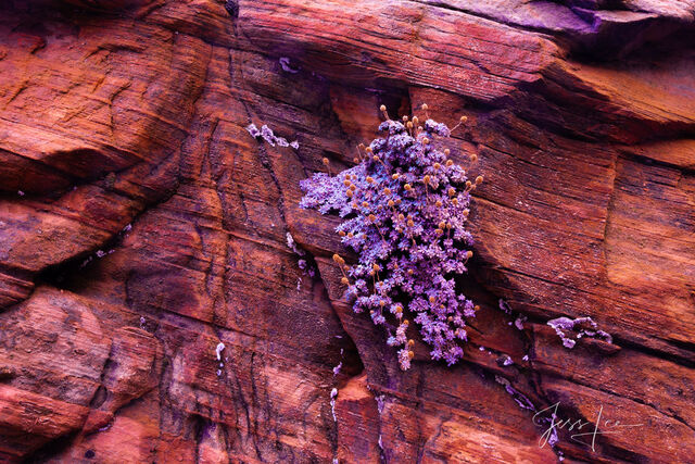 Canyon Flowers