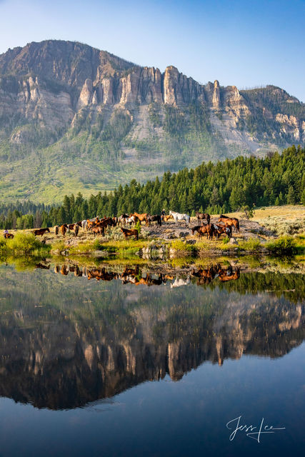 Water hole