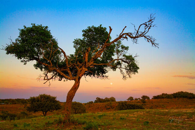 Texas Photo Print