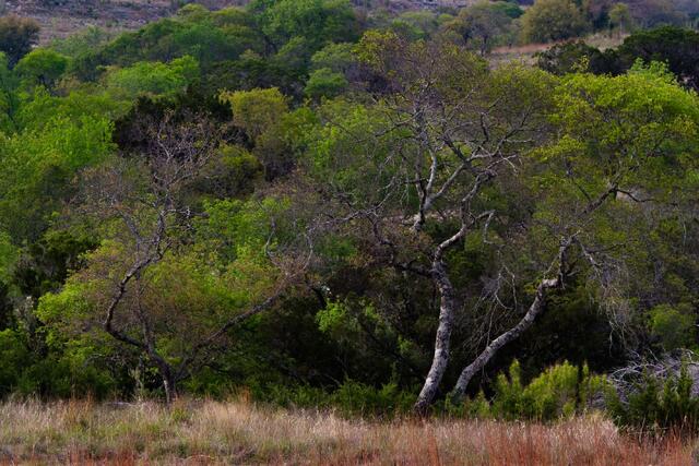 Texas Photo Print