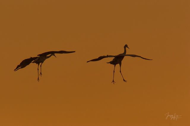 Fine art wildlife photography of two Sandhill Cranes in silhouette landing against a solid warm orange sunset sky, likely at Bosque del Apache, New Mexico.