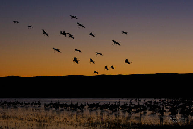 Fine art wildlife photography of a flock of Sandhill Cranes in flight over Bosque del Apache, New Mexico, by Jess Lee.