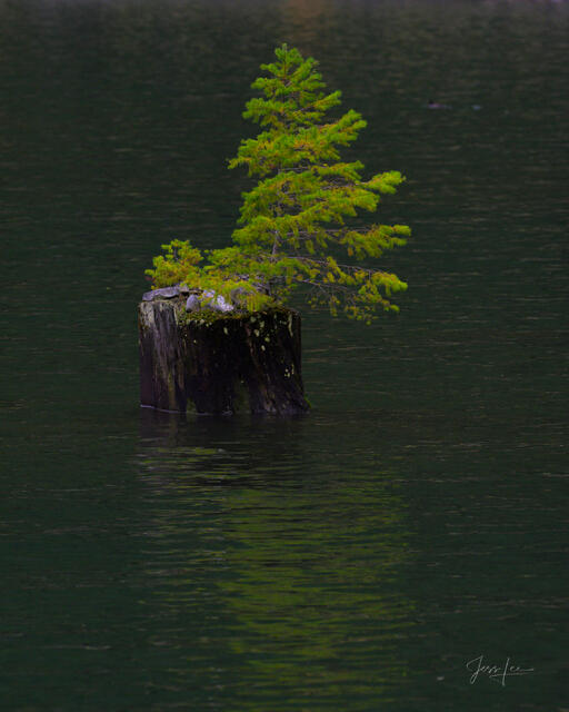 A Lone