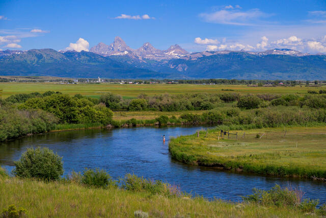 Fly fisher wading the Teton River with the Grand Teton and Cathedral Group in the background, Teton Valley, Idaho, summe.