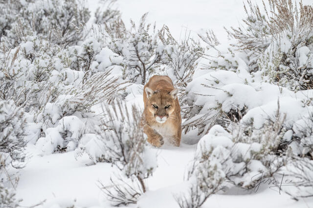 cougar, panther, lion, big cat, predator