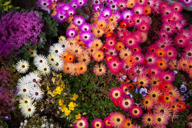 Patch of Alaskan flowers showing off their beautiful colors. 