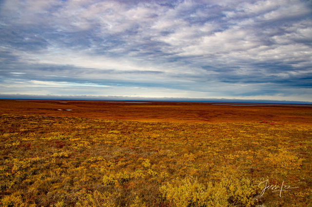 Arctic plain covered in hardy plant life.