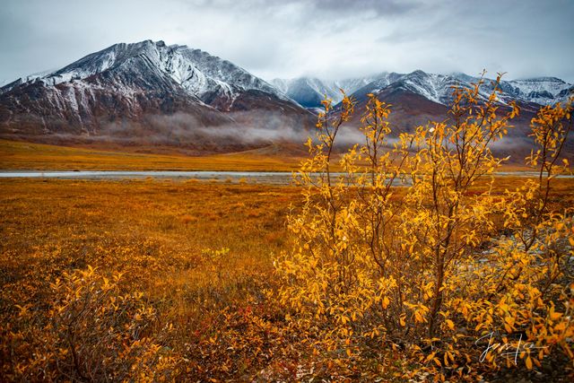 Alaskan trees changing color as Autumn sets in. 