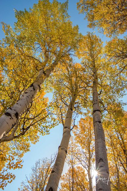 Growing up Aspen