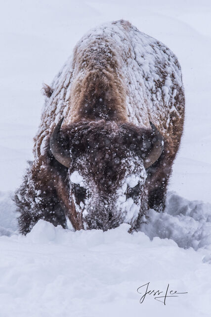 Buffalo with frozen frost on his  face feeding in the snow
