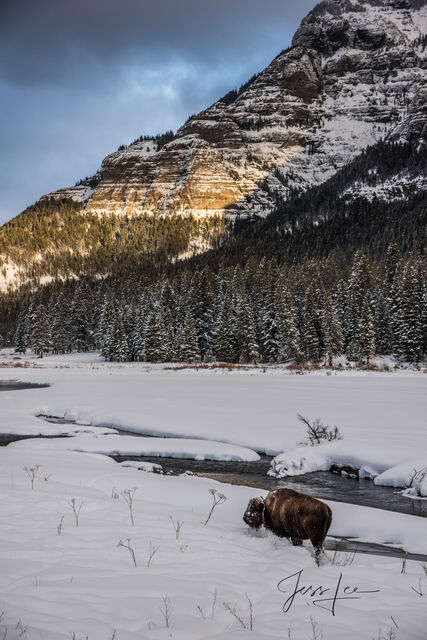 Winter Watering Hole 