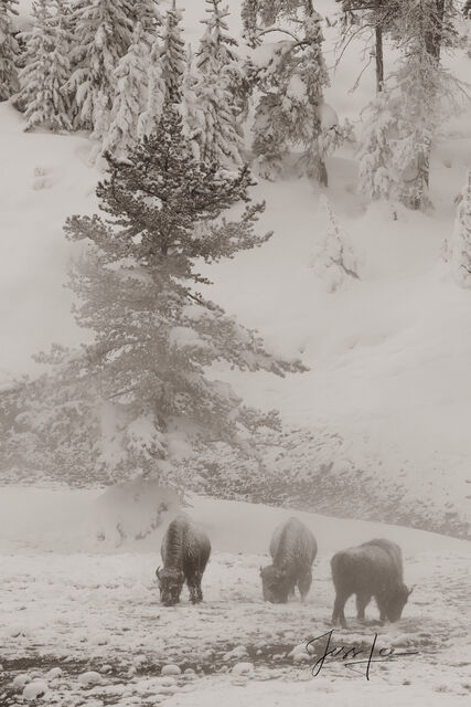 Three Bull Bison wintering in hot spring | Sepia